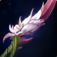 Pruning Lance