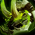 Jaws of the Skulking Viper
