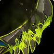 Malignant Toothed Edge